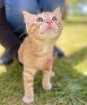 Rescue Domestic Short Hair Cats for Adoption in Memphis, Tennessee - Captain Crunch | PetCurious