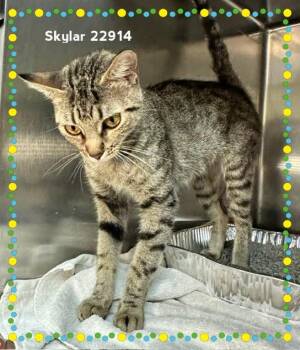 SKYLAR -  Domestic Short Hair Cat for Adoption in Marietta, Georgia - SKYLAR | PetCurious