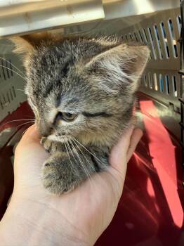 Sparkler -  Domestic Short Hair Cat for Adoption in Cleveland, Ohio - Sparkler | PetCurious