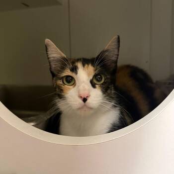 Wisp -  Domestic Short Hair Cat for Adoption in San Antonio, Texas - Wisp | PetCurious