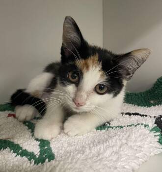 Crinkle -  Domestic Short Hair Cat for Adoption in Jackson, Michigan - Crinkle | PetCurious
