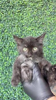 61177309 -  Domestic Long Hair Cat for Adoption in El Paso, Texas - 61177309 | PetCurious