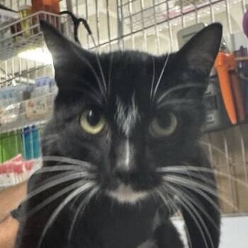 Rescue Domestic Short Hair Cats for Adoption in New York, New York - Winston | PetCurious