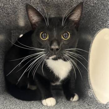 Beetle -  Domestic Short Hair Cat for Adoption in Greenville, South Carolina - Beetle | PetCurious
