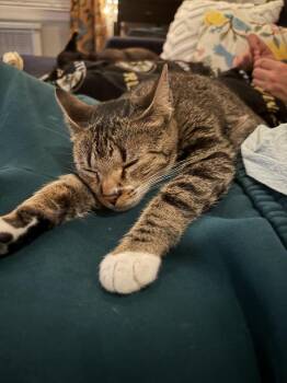 Kit Kat -  Domestic Short Hair Cat for Adoption in Randolph, Massachusetts - Kit Kat | PetCurious
