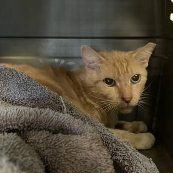 Butch -  Domestic Short Hair Cat for Adoption in Pasadena, California - Butch | PetCurious