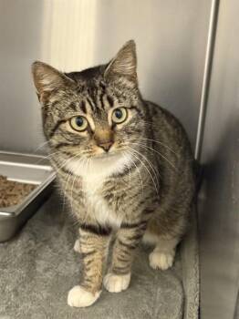 Domestic Short Hair Cats Available for Adoption - MAISY | PetCurious