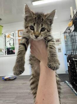 Miami -  Domestic Short Hair Cat for Adoption in Glenfield, New York - Miami | PetCurious