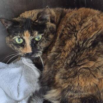 Charlotte FL -  Domestic Short Hair Cat for Adoption in Natick, Massachusetts - Charlotte FL | PetCurious