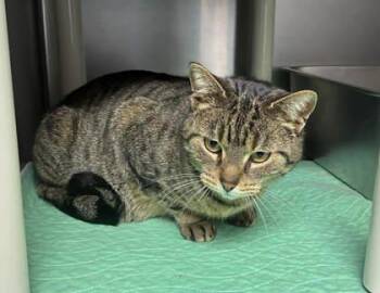 Domestic Short Hair Cats Available for Adoption in Sullivan, Indiana - Arizona | PetCurious