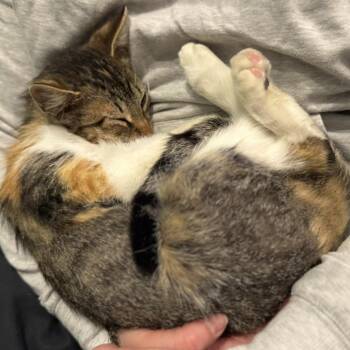 Domestic Short Hair Cats Available for Adoption in Eagle Mountain, Utah - Peggy Fuchs | PetCurious