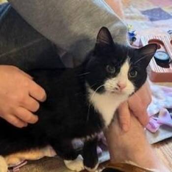 Domestic Short Hair Cats Available for Adoption - Betillo | PetCurious