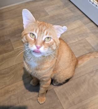 Rescue Domestic Short Hair Cats for Adoption in Vancouver, Washington - Balthazar | PetCurious