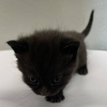 Hestia -  Domestic Short Hair Cat for Adoption in Tampa, Florida - Hestia | PetCurious
