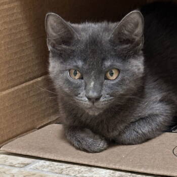 Rescue Domestic Short Hair Cats for Adoption in Dallas, Texas - Winn-Dixie | PetCurious
