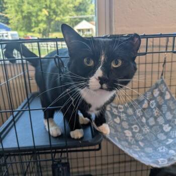 Tony -  Domestic Short Hair Cat for Adoption in Huntington, West Virginia - Tony | PetCurious