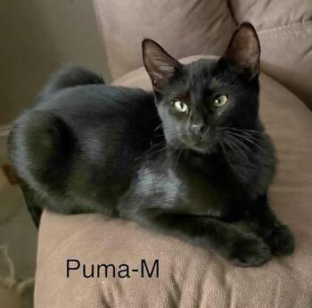 Puma -  American Shorthair Cat for Adoption in Bethel, Connecticut - Puma | PetCurious