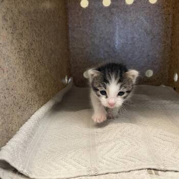 Charlotte -  Domestic Short Hair Cat for Adoption in Pasadena, California - Charlotte | PetCurious