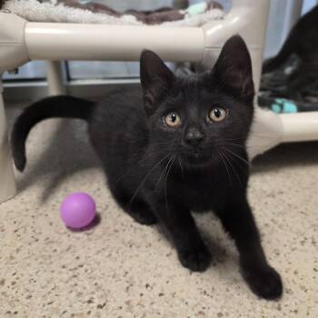 Sprinkles -  Domestic Short Hair Cat for Adoption in Oshkosh, Wisconsin - Sprinkles | PetCurious