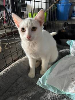 Rescue Domestic Short Hair Cats for Adoption in Naranjito, Naranjito - Blanca | PetCurious