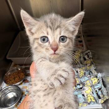 Benny -  Domestic Short Hair Cat for Adoption in Winston-salem, North Carolina - Benny | PetCurious
