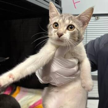 Wonton -  Domestic Short Hair Cat for Adoption in Mooresville, North Carolina - Wonton | PetCurious