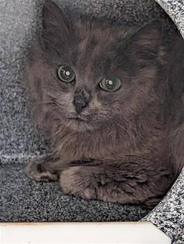 Domestic Short Hair Cats Available for Adoption - DEXTER | PetCurious