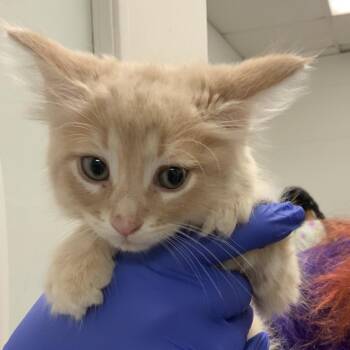 Domestic Medium Hair Cats Available for Adoption - Sassy | PetCurious