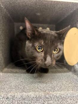 Viktor -  Domestic Medium Hair Cat for Adoption in Fruit Heights, Utah - Viktor | PetCurious
