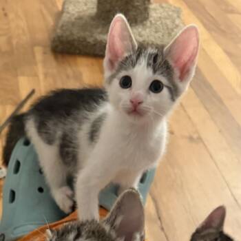 Fruit Loops -  Domestic Short Hair Cat for Adoption in Long Beach, California - Fruit Loops | PetCurious