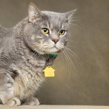 FELIX -  Domestic Short Hair Cat for Adoption in St. Louis, Missouri - FELIX | PetCurious