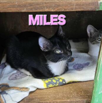 Rescue Domestic Short Hair Cats for Adoption in Rome, Georgia - Miles | PetCurious
