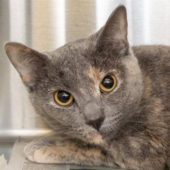 Domestic Short Hair Cats Available for Adoption in St. Louis, Missouri - APRIL | PetCurious