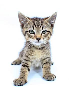 Wilfred -  Domestic Short Hair Cat Available for Adoption in Morton Grove, Illinois - Wilfred | PetCurious