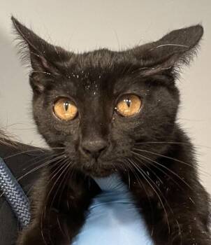 Coal -  Domestic Short Hair Cat for Adoption in Golden, Colorado - Coal | PetCurious