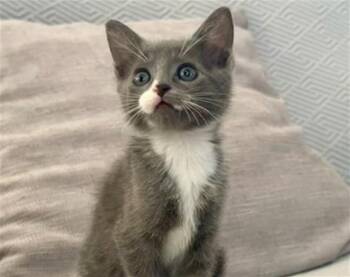 SOX -  Domestic Short Hair Cat for Adoption in Tustin, California - SOX | PetCurious