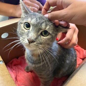 Ashey -  Domestic Short Hair Cat for Adoption in Austin, Texas - Ashey | PetCurious