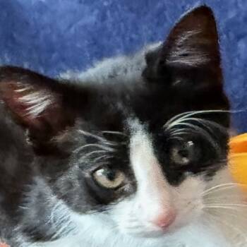 Rescue Domestic Short Hair Cats for Adoption in Arizona City, Arizona - N-Gatsby | PetCurious