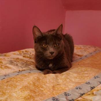Mango -  Domestic Short Hair Cat Available for Adoption in Brainardsvle, New York - Mango | PetCurious
