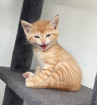Rescue Domestic Short Hair Cats for Adoption in Cottonwood Heights, Utah - Mable | PetCurious