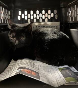 Pippi -  Domestic Short Hair Cat for Adoption in Cincinnati, Ohio - Pippi | PetCurious