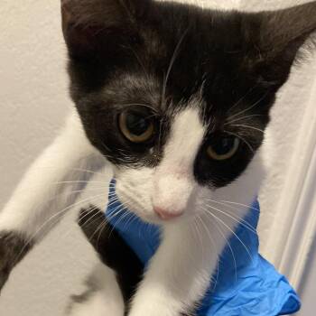 Queso -  Domestic Short Hair Cat for Adoption in Midland, Texas - Queso | PetCurious