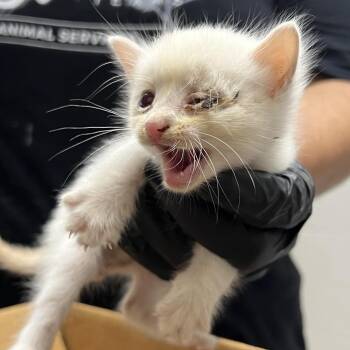 Domestic Short Hair Cats Available for Adoption in Lufkin, Texas - Tofu | PetCurious