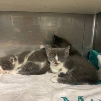Andrew -  Domestic Short Hair Cat for Adoption in Hawthorne, California - Andrew | PetCurious