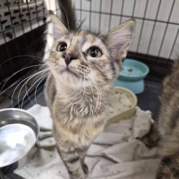 Veronica -  Domestic Medium Hair Cat for Adoption in West Point, Mississippi - Veronica | PetCurious