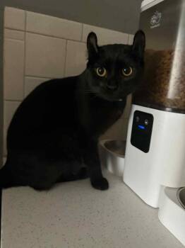 Domestic Short Hair Cats Available for Adoption - Wednesday | PetCurious