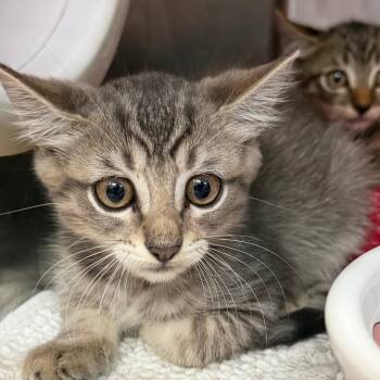 Slayer -  Domestic Short Hair Cat for Adoption in Port Charlotte, Florida - Slayer | PetCurious