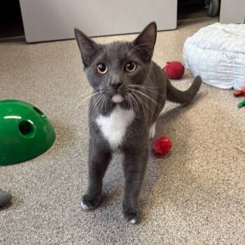 White Beard -  Domestic Short Hair Cat for Adoption in Sarasota, Florida - White Beard | PetCurious