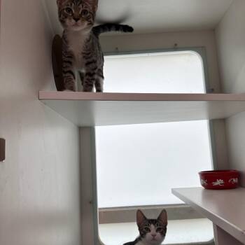 Relish -  Domestic Short Hair Cat for Adoption in Branford, Connecticut - Relish | PetCurious