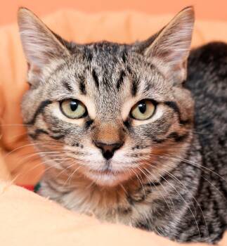 Rescue Domestic Short Hair Cats for Adoption in Cincinnati, Ohio - Thackery | PetCurious